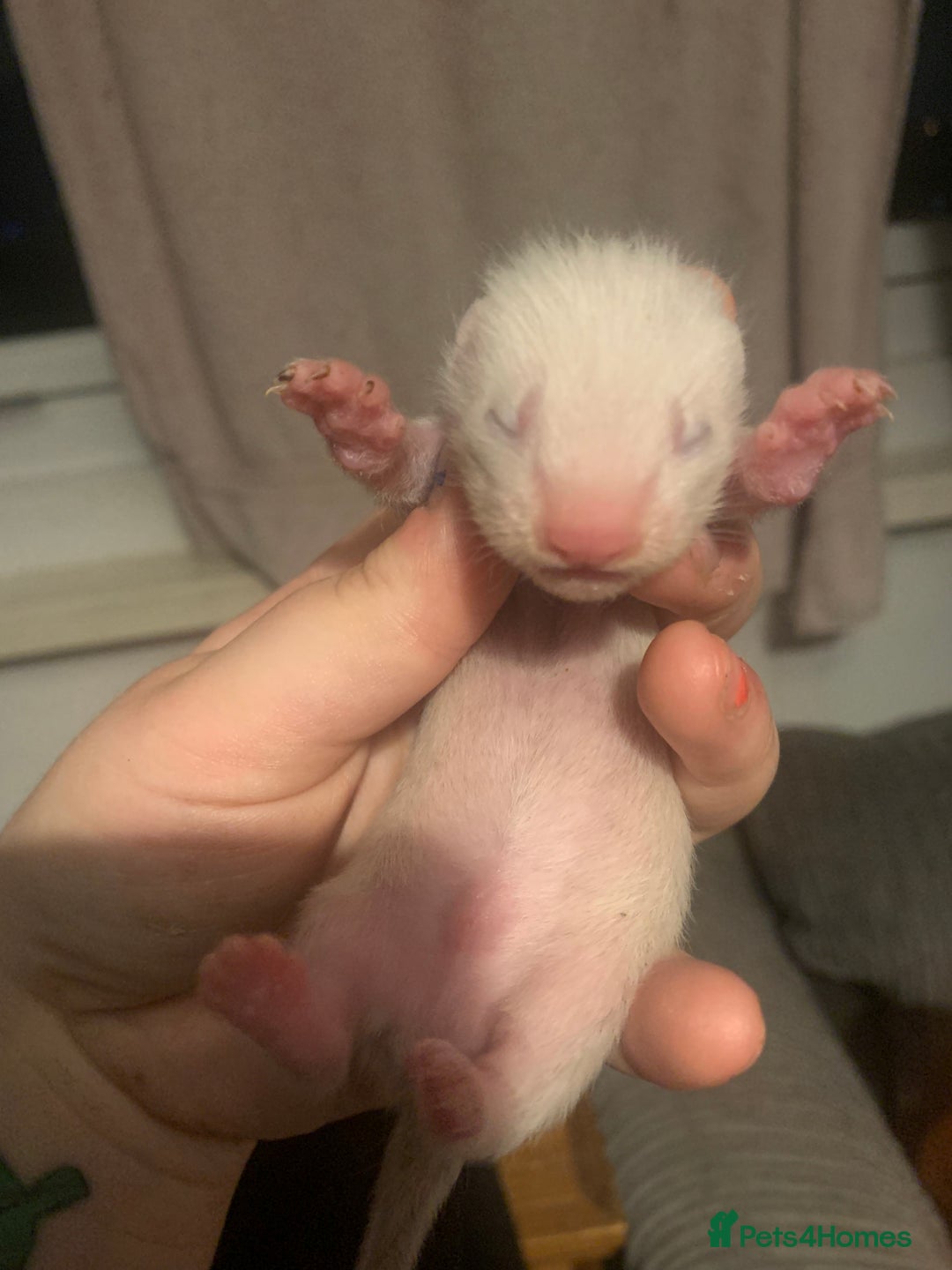 Ferret rodents for sale: 2 female kits available in 2 weeks  - Image 8