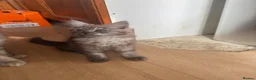 Ragcoon cats for sale: Cuteness Overload Incoming! Adorable Ragcoon Kitts - Advert 22