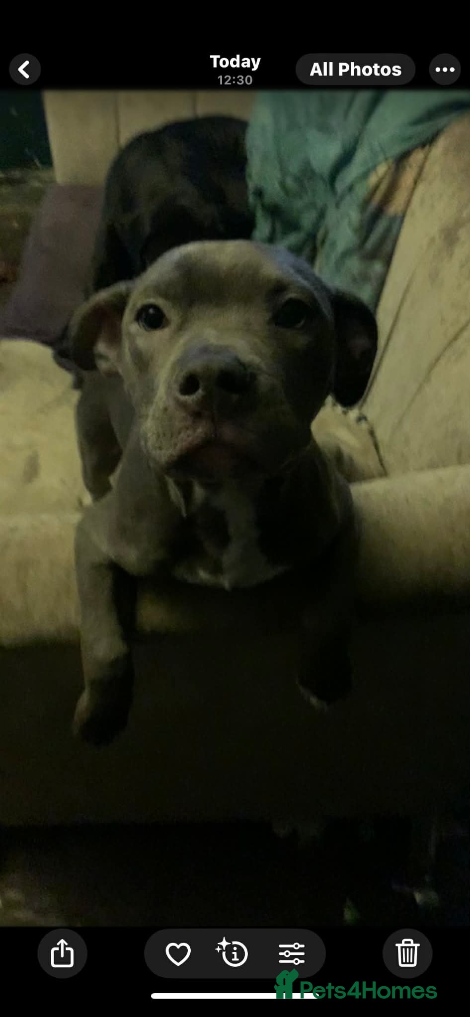 Staffordshire Bull Terrier dogs Blue Staffordshire bull terrier pup  - Advert 1