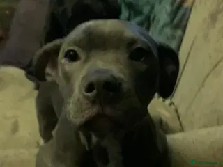 Staffordshire Bull Terrier dogs Blue Staffordshire bull terrier pup - Advert 1