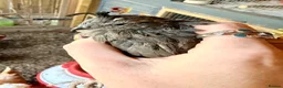 Quail poultry for sale: X2 Californian Male Quail - Advert 3