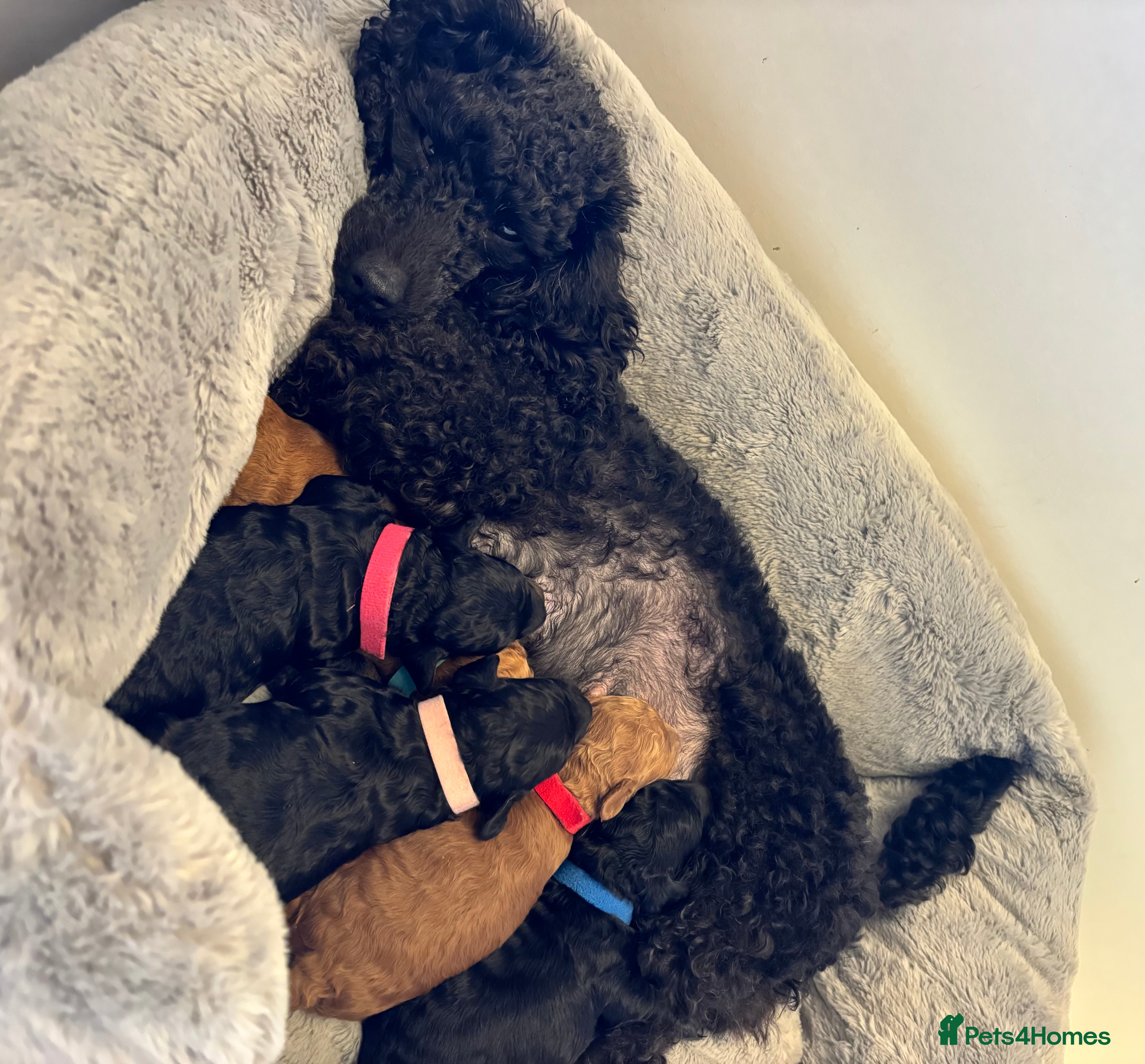 Toy Poodle dogs Kc Registered Toy Poodle Puppies - Advert 18