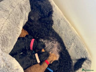 Toy Poodle dogs Kc Registered Toy Poodle Puppies - Advert 18