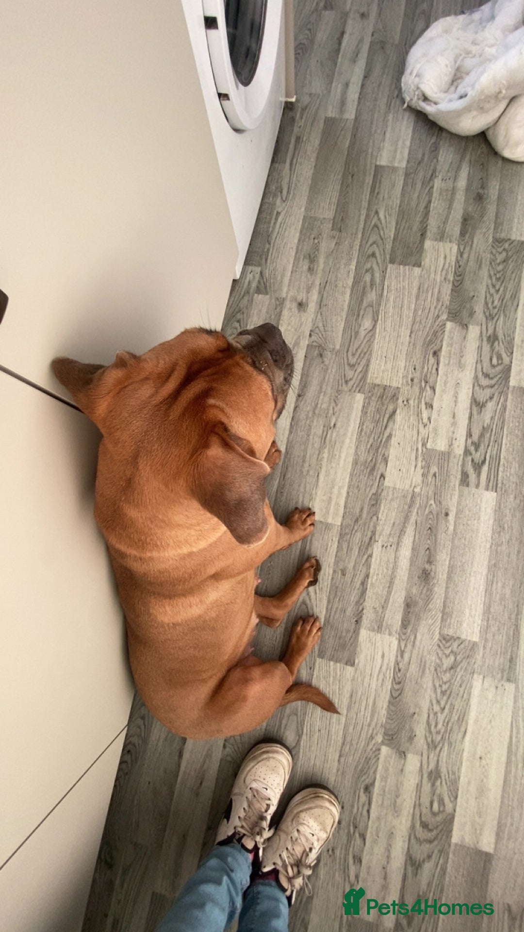 Mixed Breed dogs for sale: Cane corso  ** tiff  - Advert 2