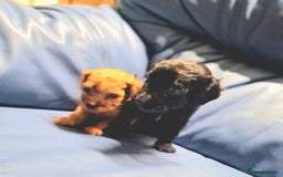 Cockapoo dogs for sale: 🐶🐾PLEASE READ THE FULL ADVERT🐾🐶 - Image 30