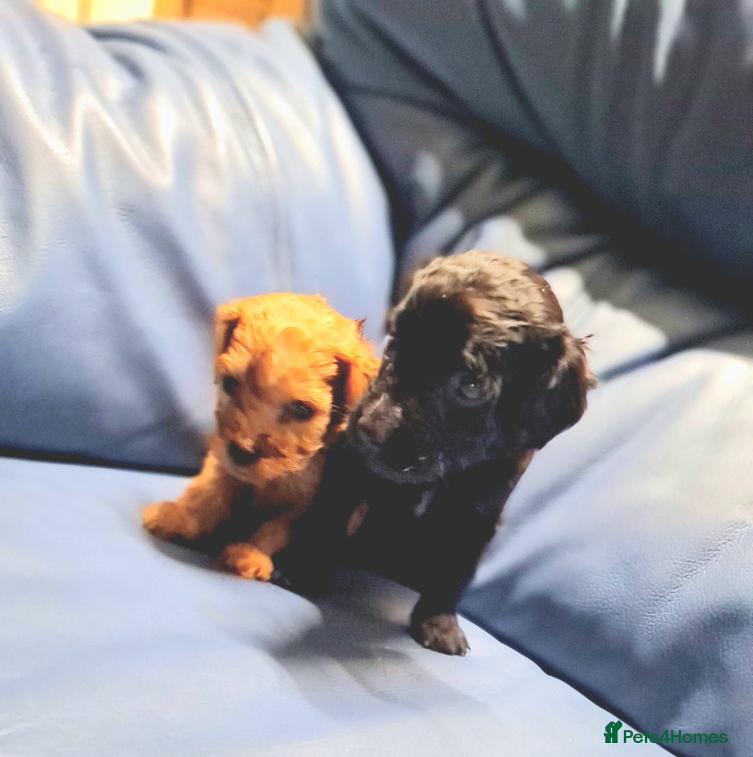 Cockapoo dogs for sale: 🐶🐾PLEASE READ THE FULL ADVERT🐾🐶 - Image 30