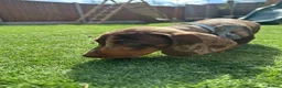 Dachshund dogs for sale: Last 2 Gorgeous Dapple Dachshund Puppies - Advert 5