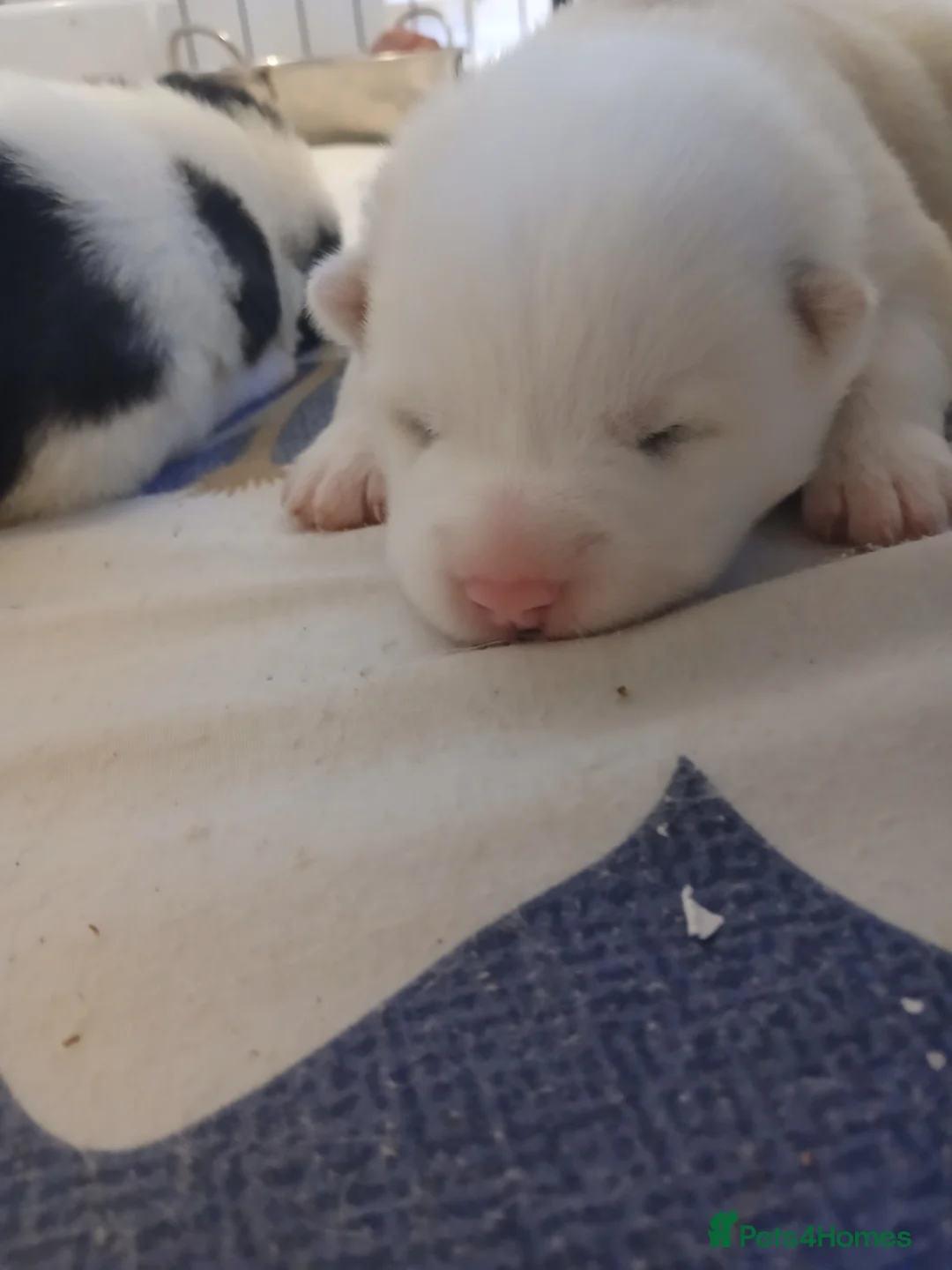 Siberian Husky dogs for sale: 1 SIB HUSKY GIRL LEFT CAN LEAVE 12/02/26 - Advert 13