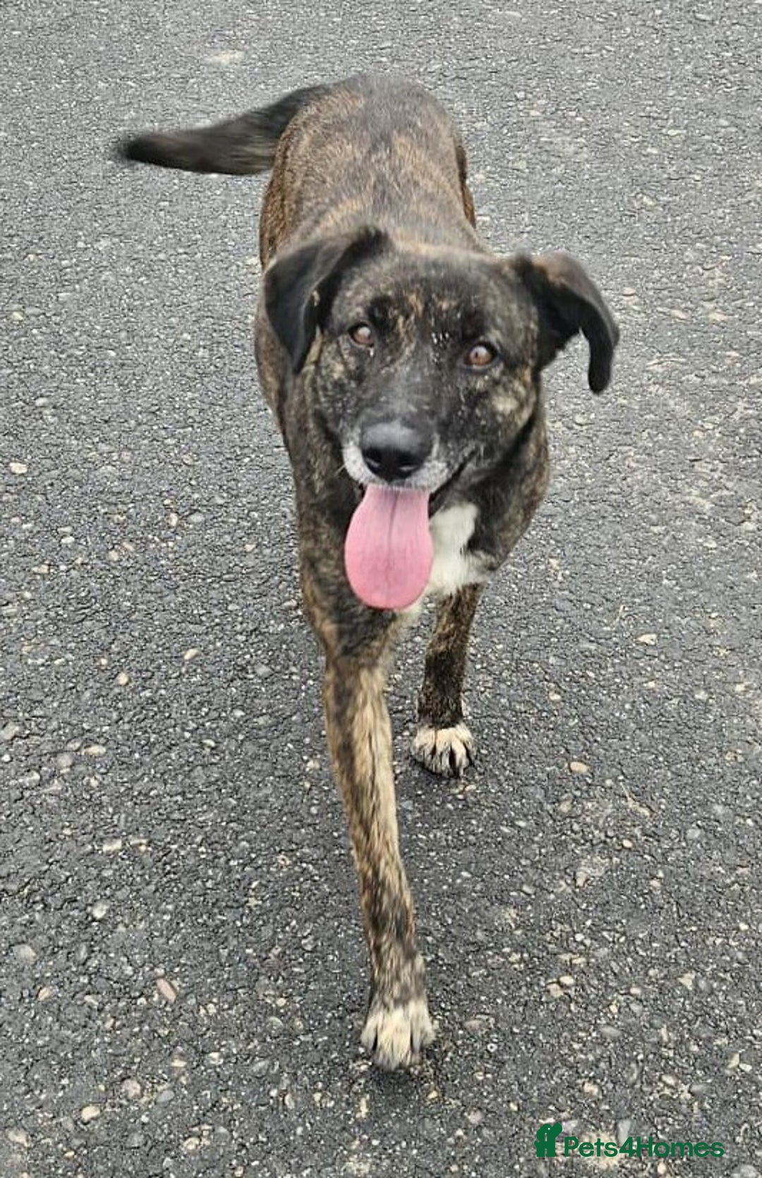 Mixed Breed dogs for adoption: LOLA – Gentle Soul, Bright Eyes & Pure Devotion🤍 - Advert 12