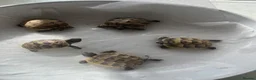 Tortoise reptiles for sale: Spur Thigh hatchlings  - Advert 2