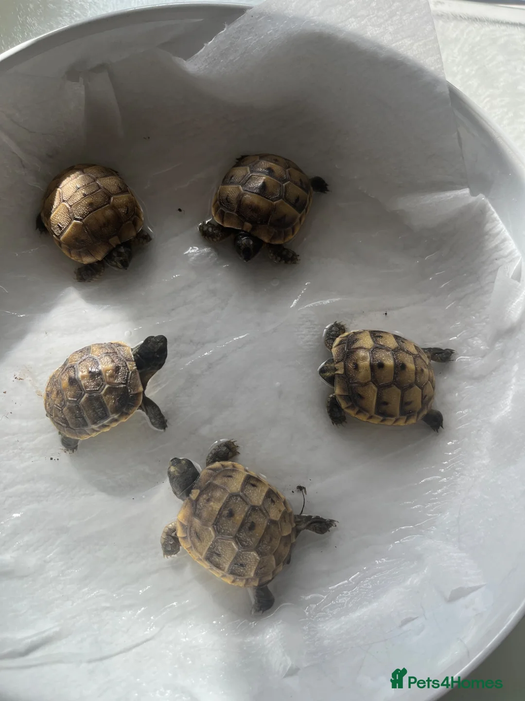 Tortoise reptiles for sale: Spur Thigh hatchlings  - Advert 2