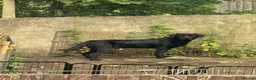 Labrador Retriever dogs for sale: Black Labrador boy proven stud  - Advert 3