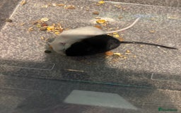 Gerbil rodents for sale: Female gerbils one albino one black  - Image 1