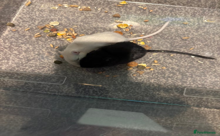 Gerbil rodents - Advert 1