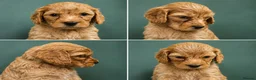 Cockapoo dogs for sale: Beautiful litter of cockapoo pups  in Pontypridd - Advert 5