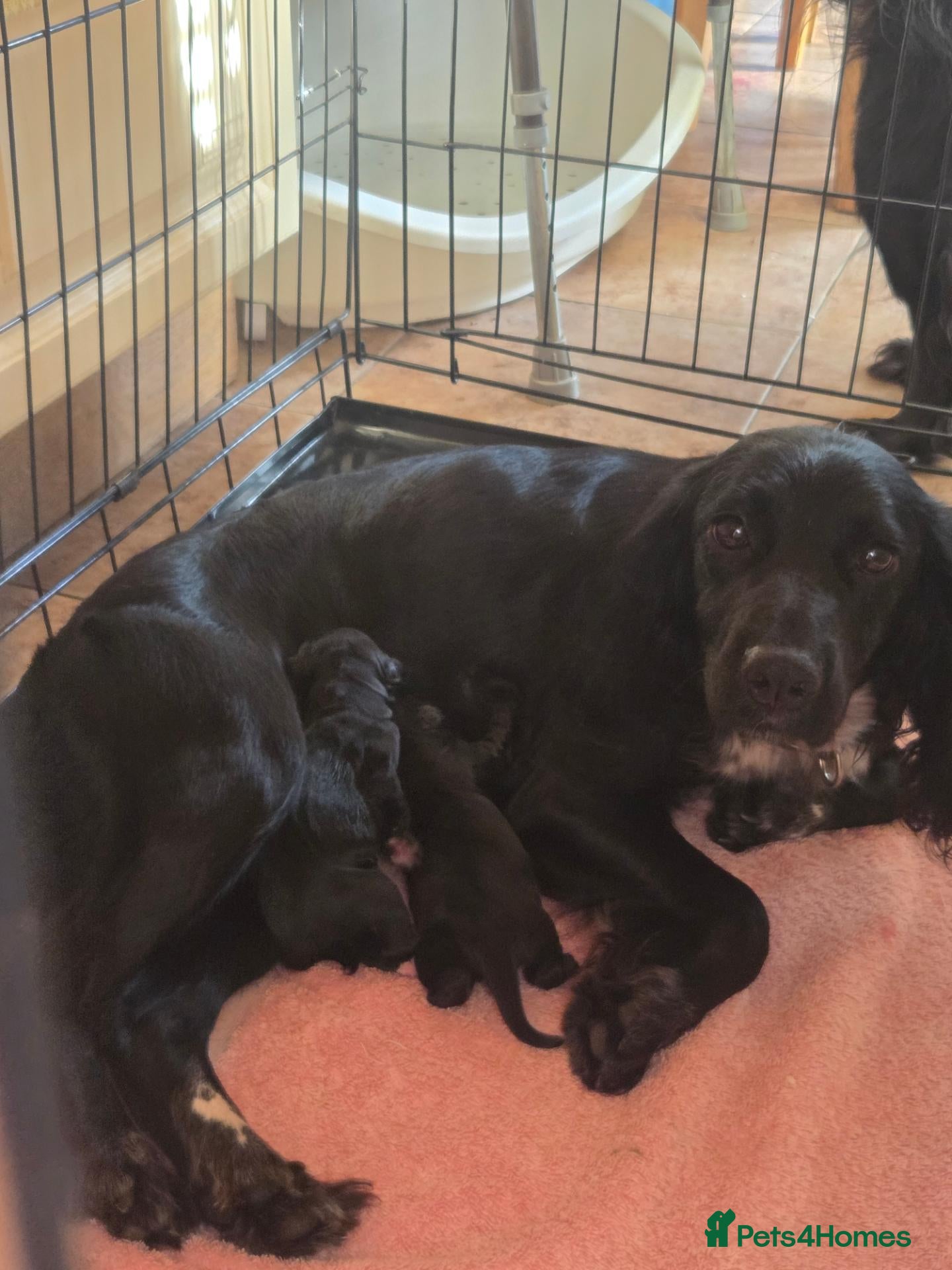 Cocker Spaniel dogs for sale: Beautiful cocker spaniel puppies - Advert 1