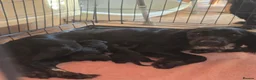 Cocker Spaniel dogs for sale: Beautiful cocker spaniel puppies - Advert 1