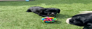 Cocker Spaniel 7