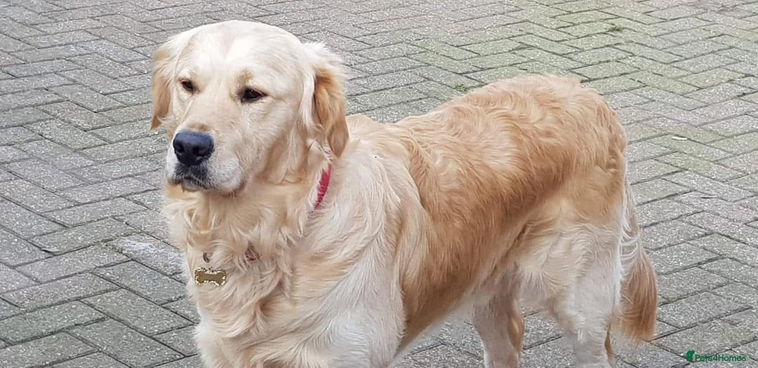 Golden Retriever dogs for sale: Kc reg golden retriever pups - Image 9