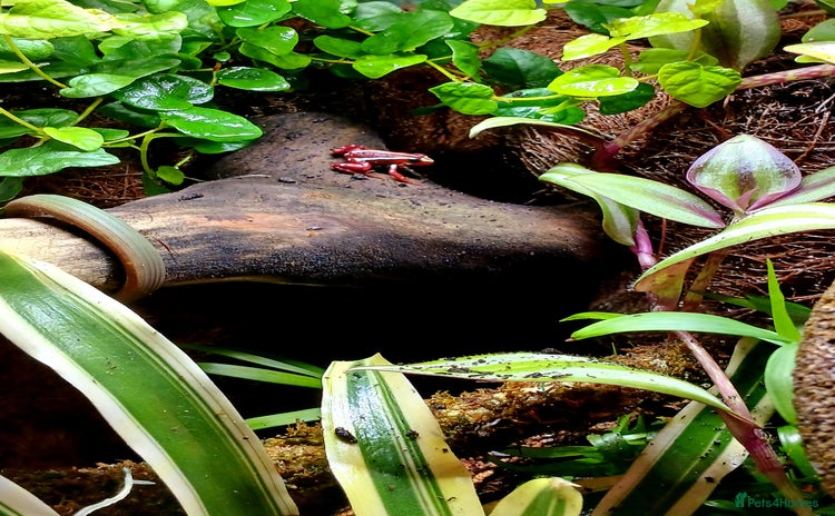 Frog reptiles - Advert 2