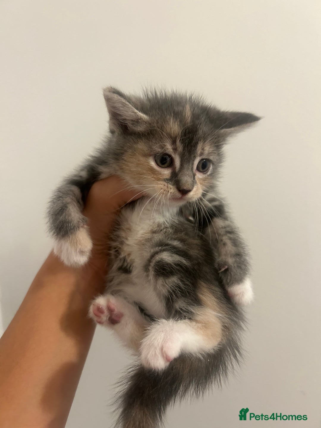 Mixed Breed cats for sale: 4 beautiful kittens ready to go 31st August - Image 8