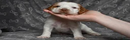 Cocker Spaniel dogs for sale: Chunky working cocker spaniel pups - Advert 9