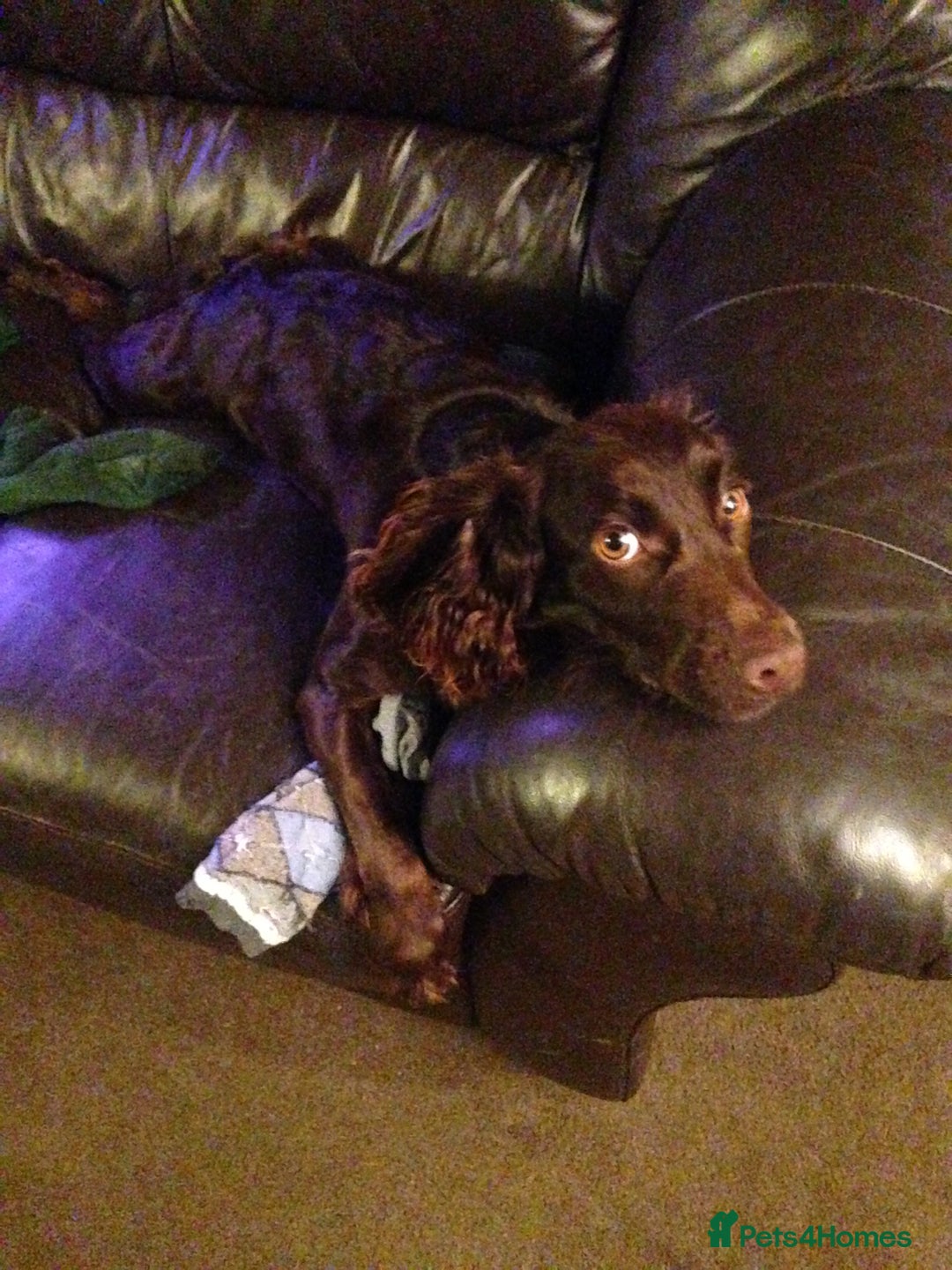 Cocker Spaniel dogs for sale: 2 Gorgeous Chocolate Cocker Dog Pups For Sale! - Image 11
