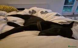 Mixed Breed dogs for adoption: 🌟 Meet Star 🌟 - Advert 3