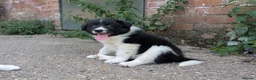 Border Collie dogs for sale: Border Collie Puppies for sale - Advert 10