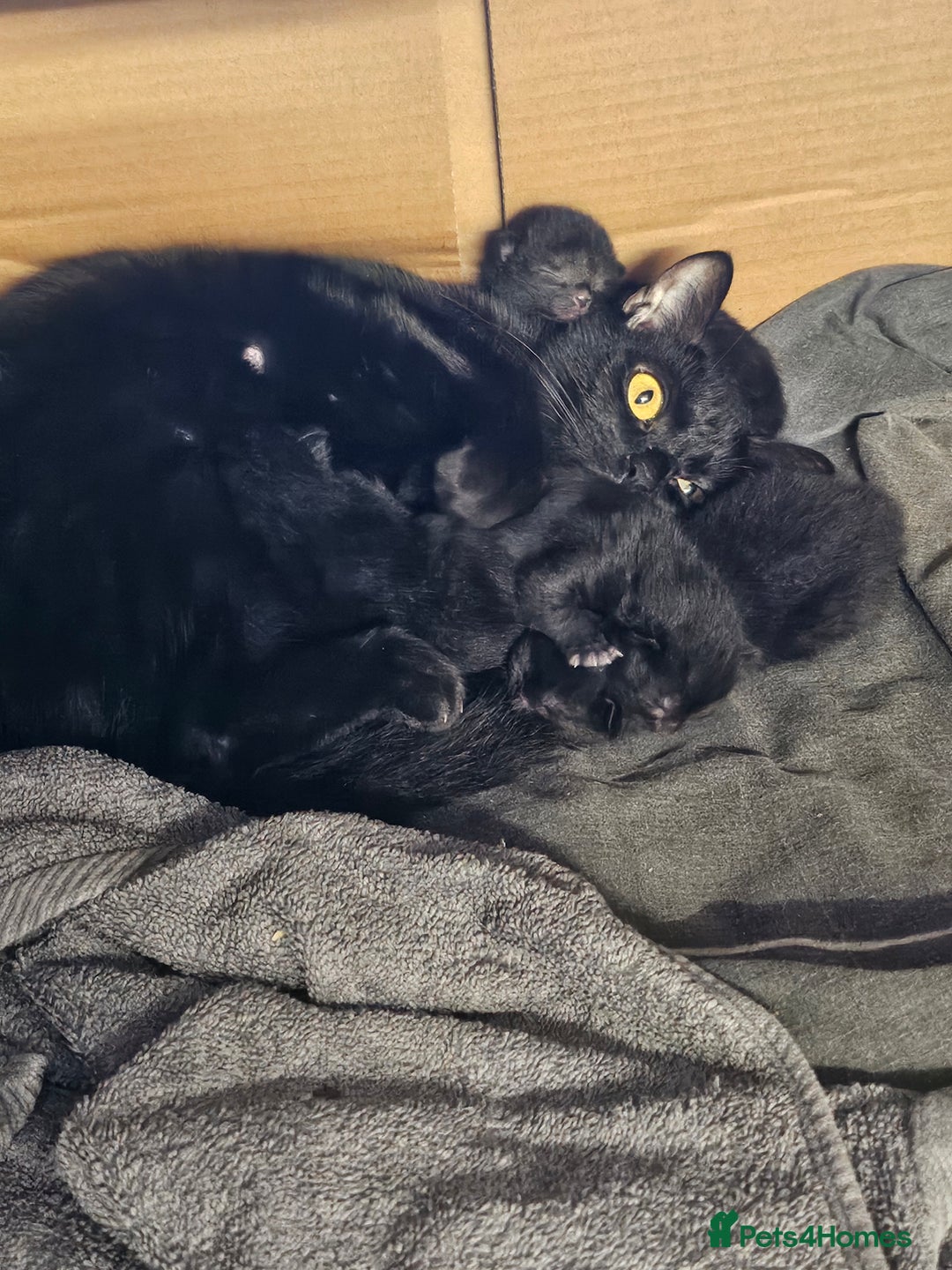 Mixed Breed cats for sale: Black/grey kittens  - Advert 1