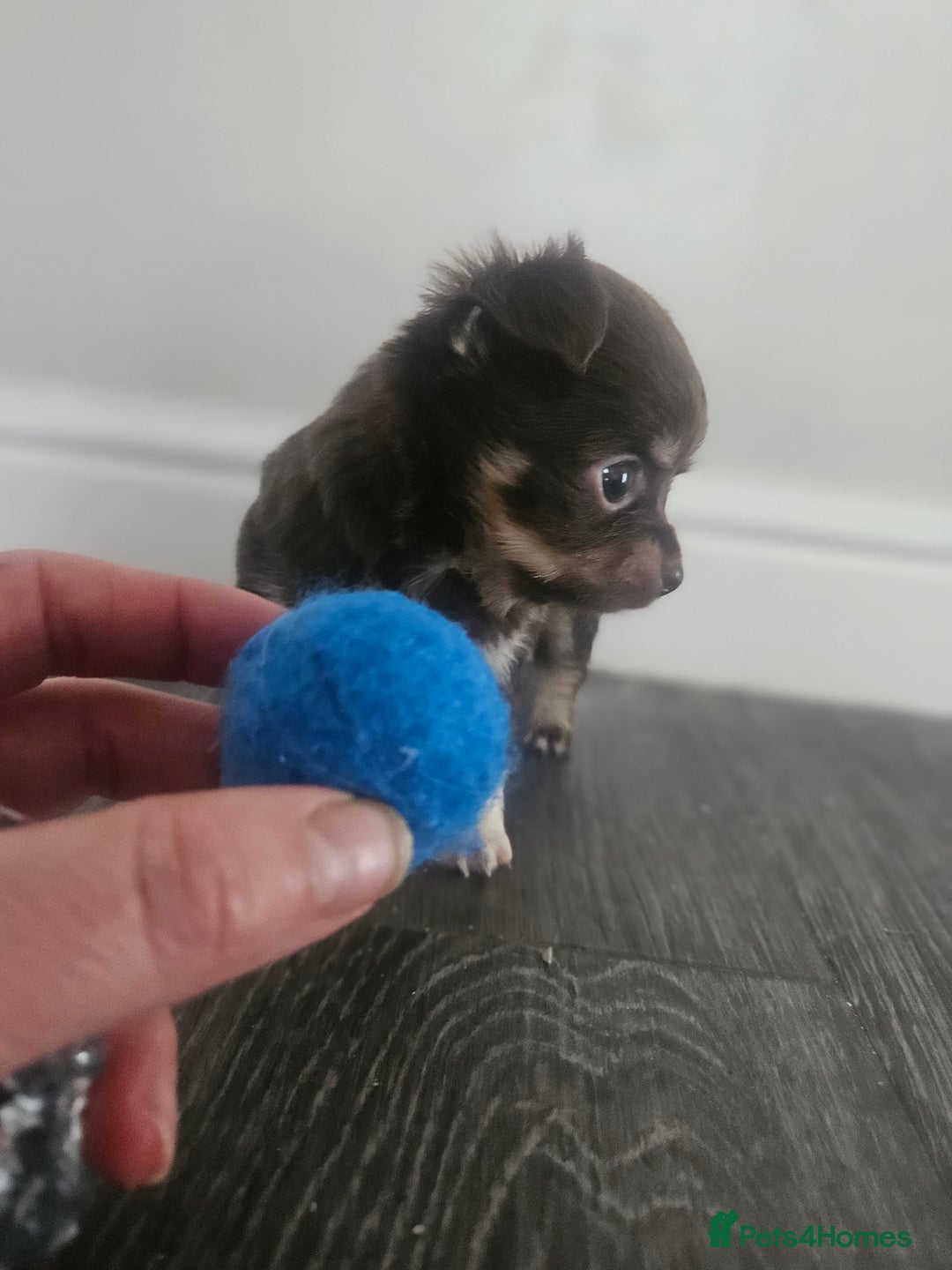 Chihuahua dogs for sale: Beautiful Chihuahua pups - Image 4