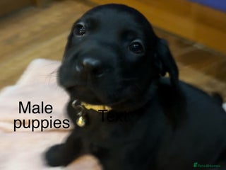 Labrador Retriever dogs Fully Health Tested Outstanding KC Reg Puppies - Advert 5