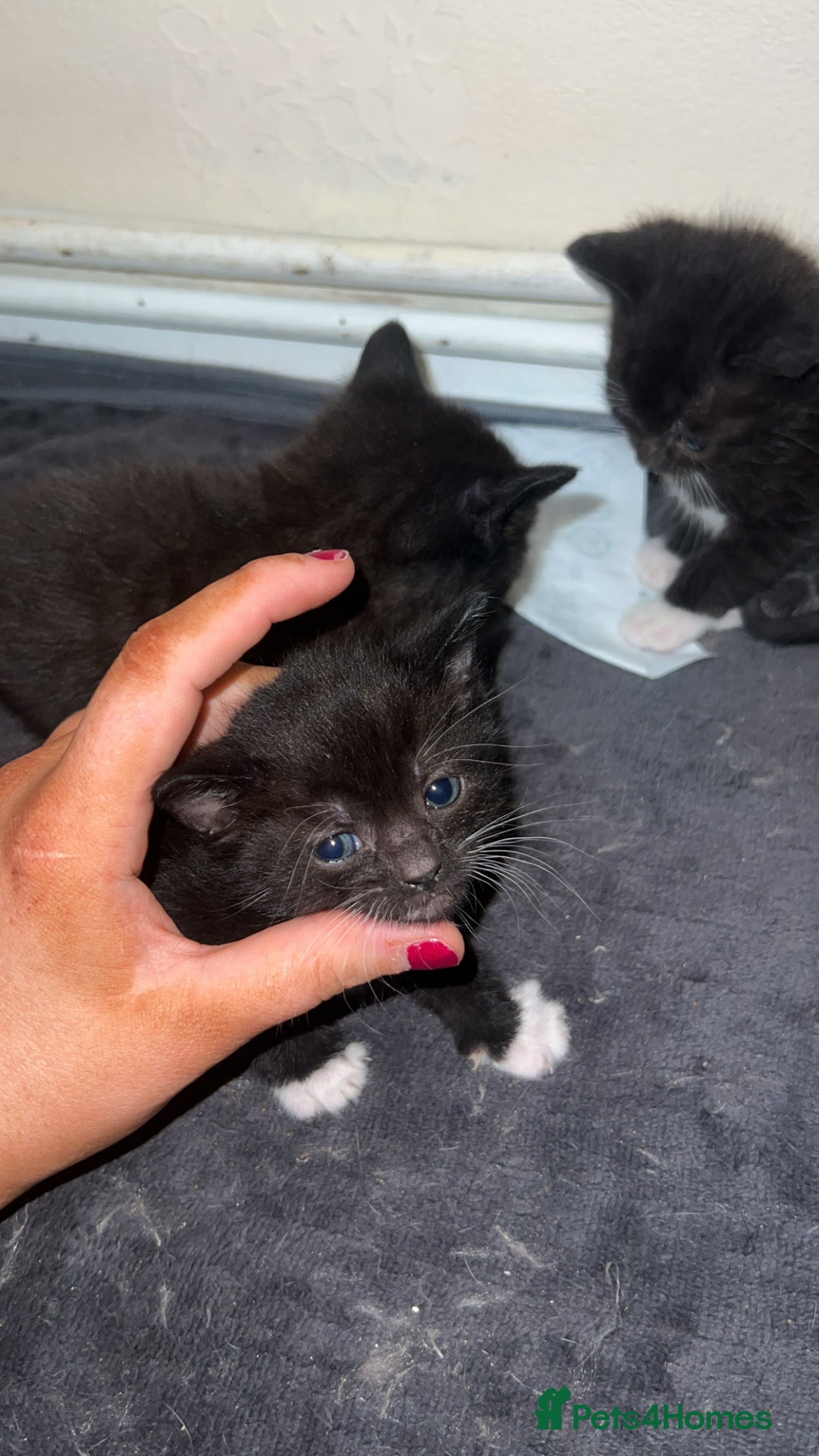 Mixed Breed cats for sale: 6 beautiful kittens  - Advert 4