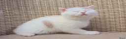 British Shorthair cats for sale: Stunning British Shorthair Kittens  - Advert 11