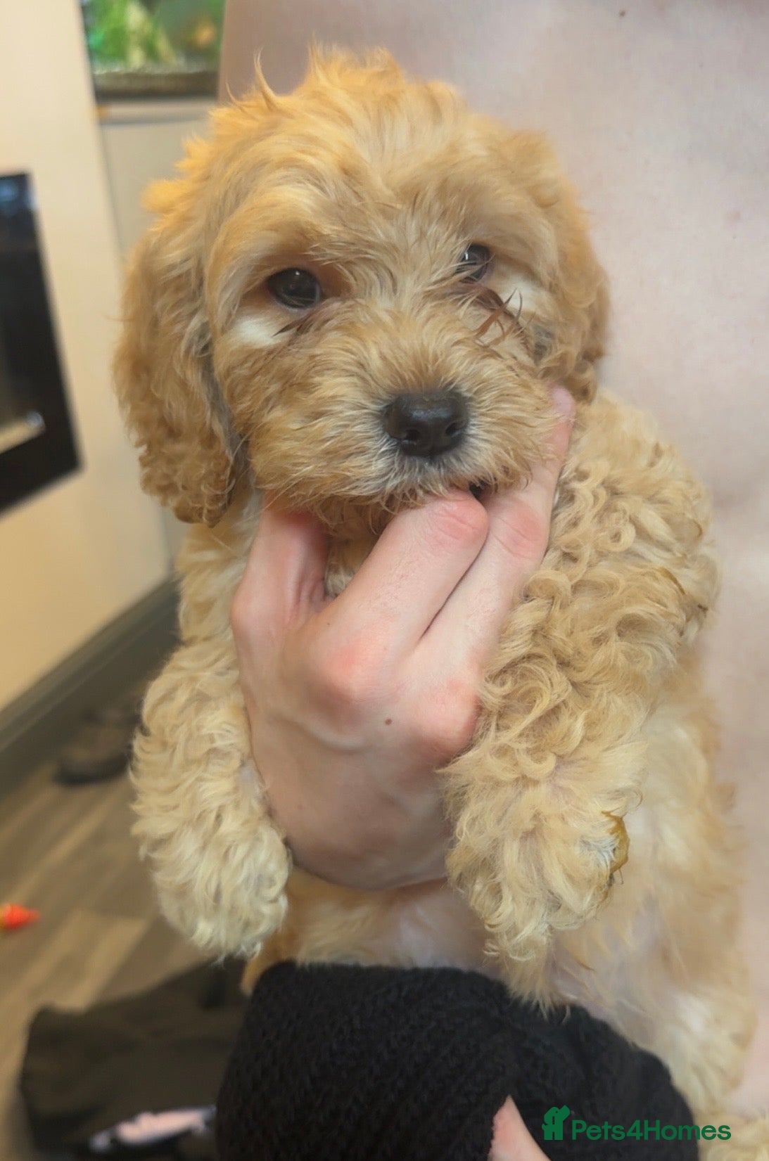 Cockapoo dogs F2 cockapoos  - Advert 8