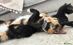 British Shorthair cats for sale: 4 kittens for sale - Image 18