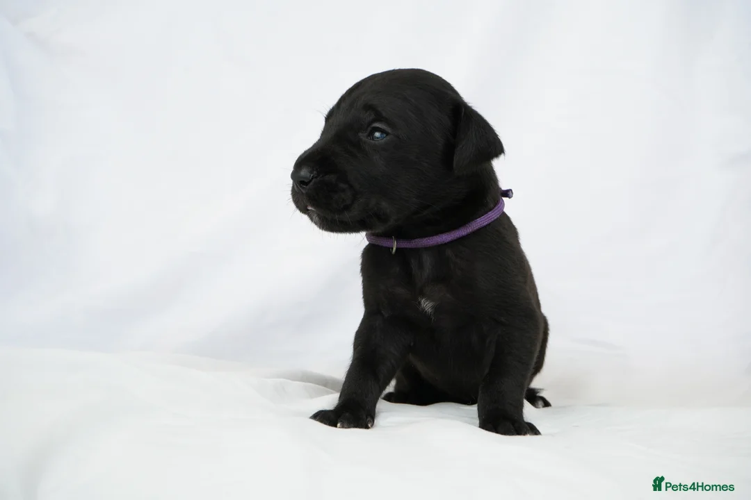 Great Dane dogs for sale: Health Tested KC reg Great Dane puppies - Advert 8