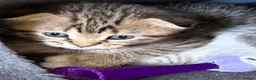 Scottish Fold cats for sale: Scottish Fold kittens  - Advert 19