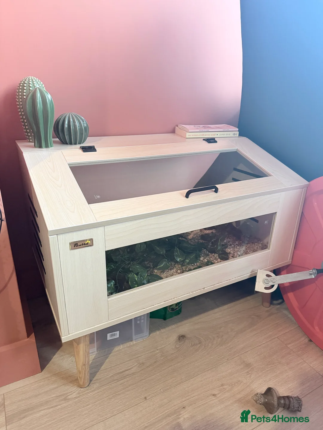 Snake reptiles for sale: Albino western hognose  - Advert 2