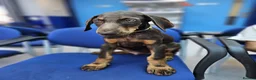 Dobermann dogs for sale: 💝🐾 Ready Now Chunky KC Registered pups 🐾 💝 - Advert 10