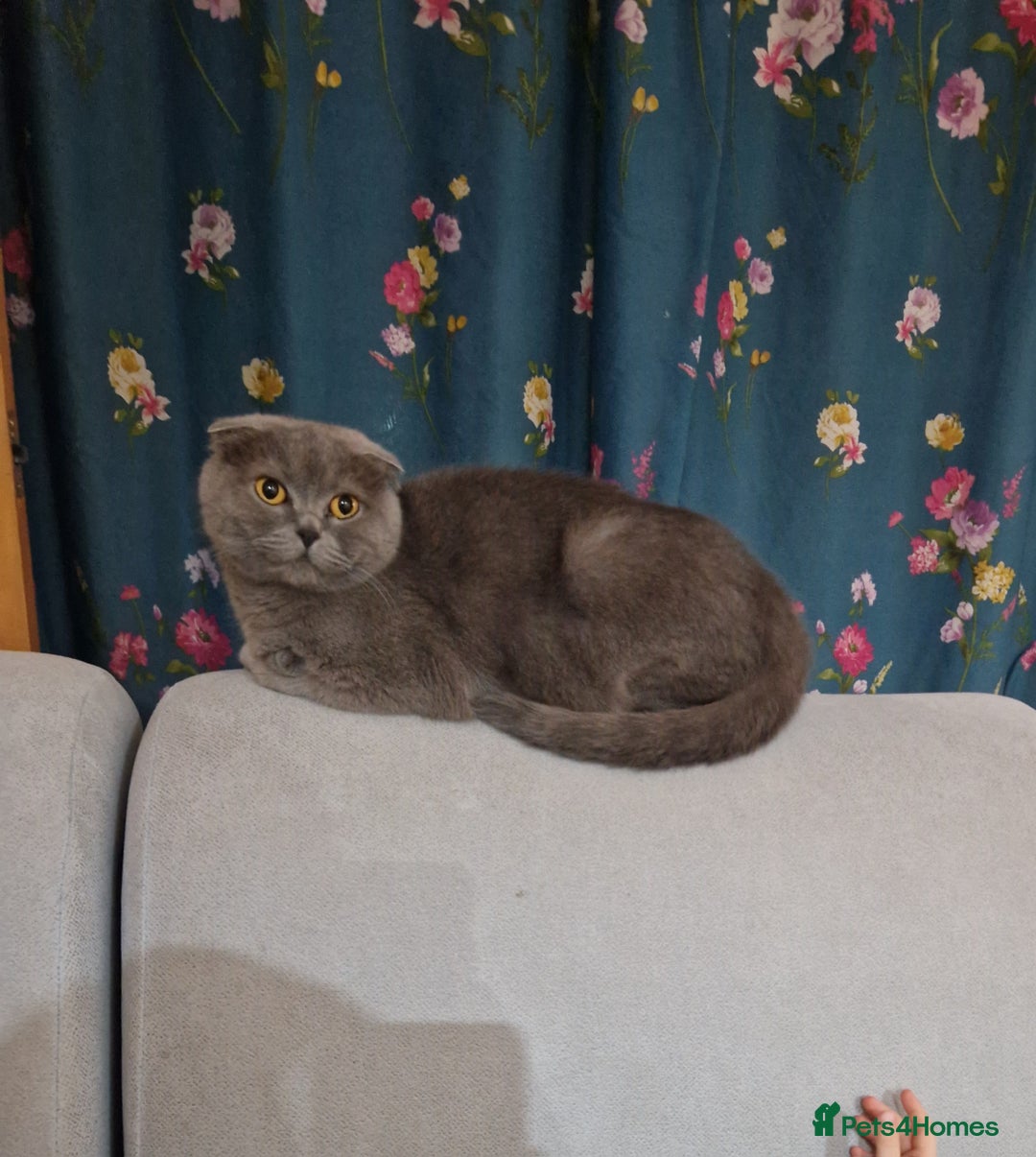 British Shorthair cats for sale: Last Scottish blue fold boy - Advert 9