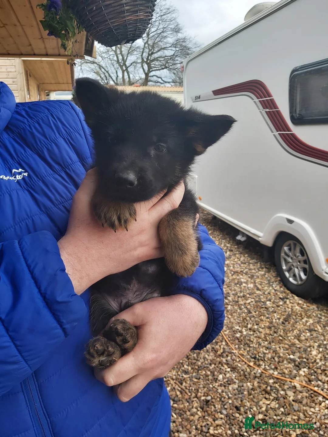 German Shepherd dogs for sale: 6 German shepherd pups - Advert 7