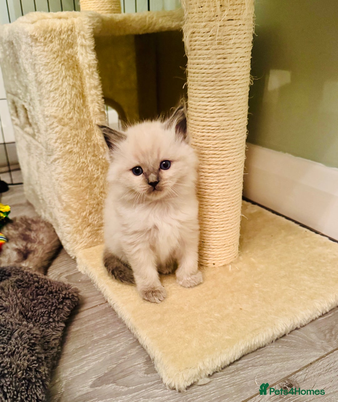 Ragdoll cats for sale: Pure bred blue & lilac point Ragdoll kittens  - Advert 28