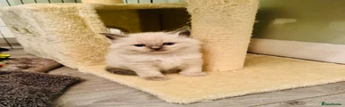 Ragdoll Kitten 1