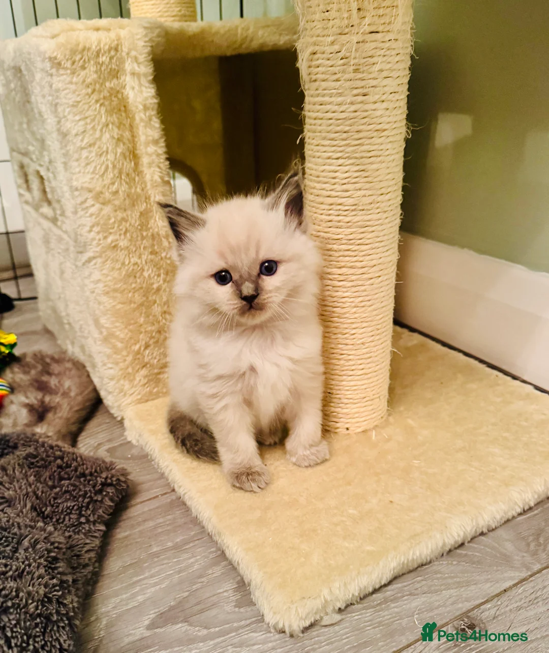 Ragdoll cats for sale: All kittens now reserved. Ragdoll kittens  - Advert 28