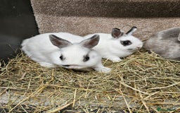 Netherland Dwarf rabbits for sale: Pure Bred Netherland Dwarfs - Image 5