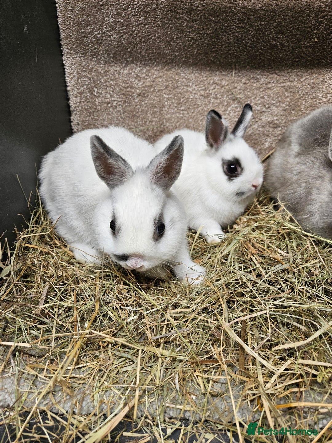 Netherland Dwarf rabbits for sale: Pure Bred Netherland Dwarfs - Image 5