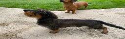 Miniature Dachshund dogs for stud: Miniature Wire Haired Dachshund Stud in Manchester - Advert 3