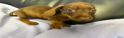 Dachshund dogs for sale: Dachshund puppies - Advert 12