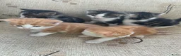 Mixed Breed cats for sale: Kittens - Advert 6